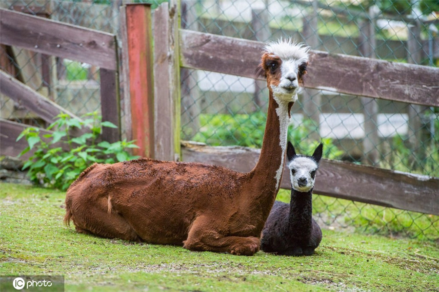 ICPhoto(qun)ƷՈD(zhun)d