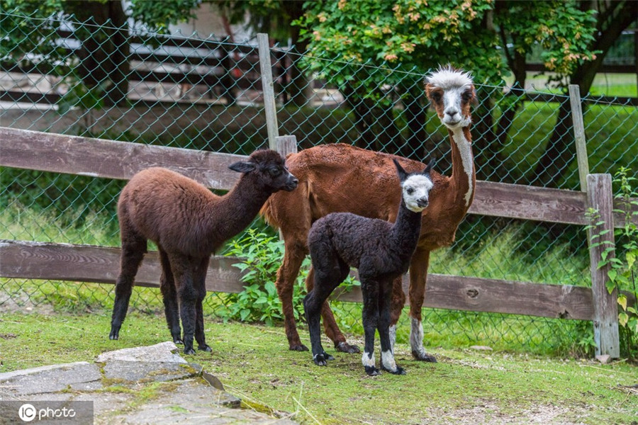 ICPhoto(qun)ƷՈD(zhun)d