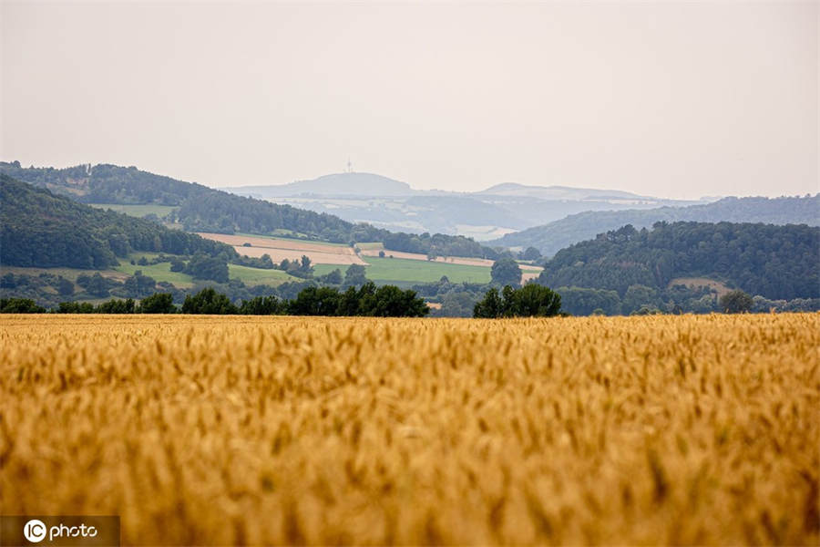 ICPhoto(qun)ƷՈ(qng)D(zhun)d