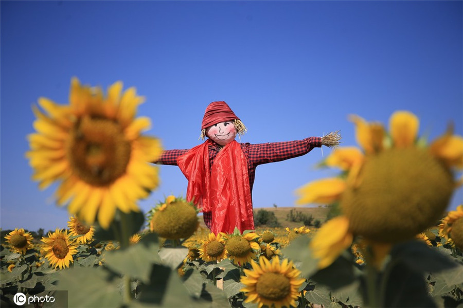 IC photo(qun)ƷՈD(zhun)d