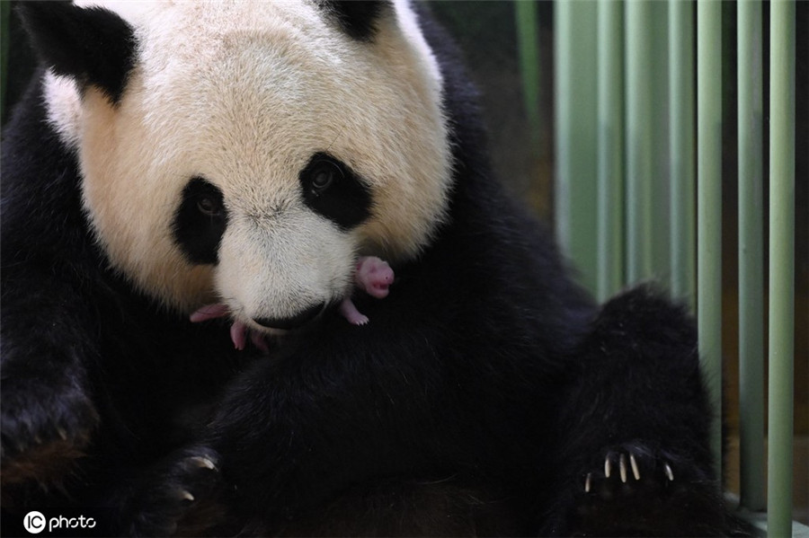 IC photo(qun)ƷՈ(qng)D(zhun)d