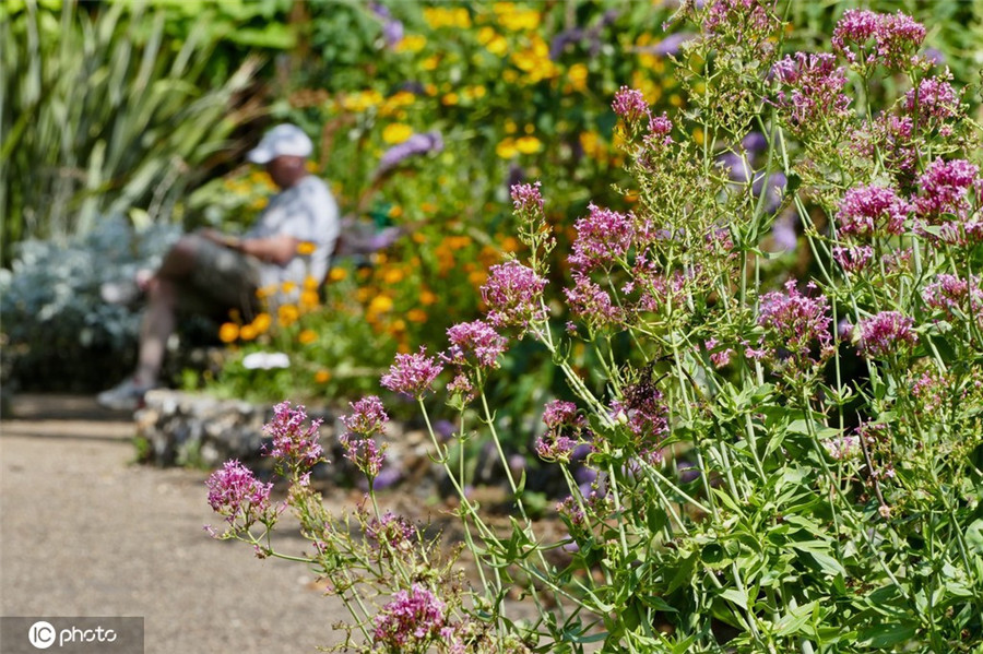 IC photo(qun)ƷՈD(zhun)d