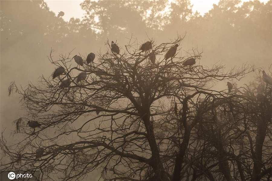 ICPhoto(qun)ƷՈD(zhun)d