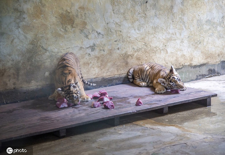 |IC(qun)ƷՈD(zhun)d