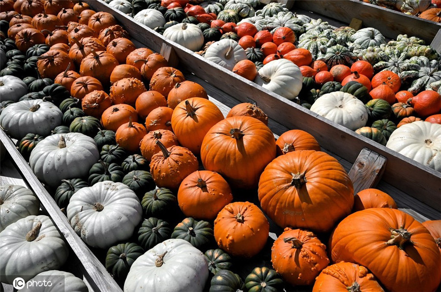 ICPhoto(qun)ƷՈ(qng)D(zhun)d