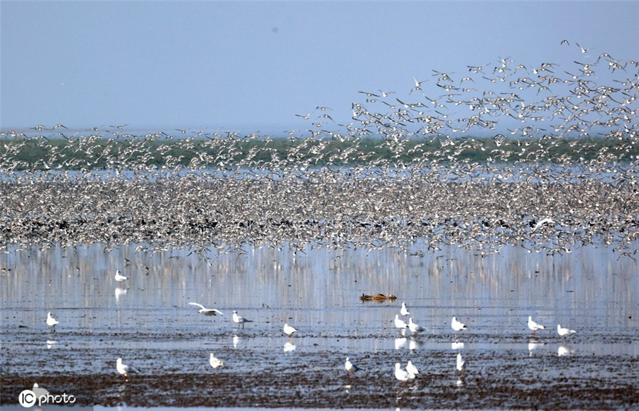 ICPhoto(qun)ƷՈ(qng)D(zhun)d