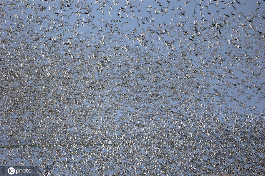 ICPhoto(qun)ƷՈD(zhun)d