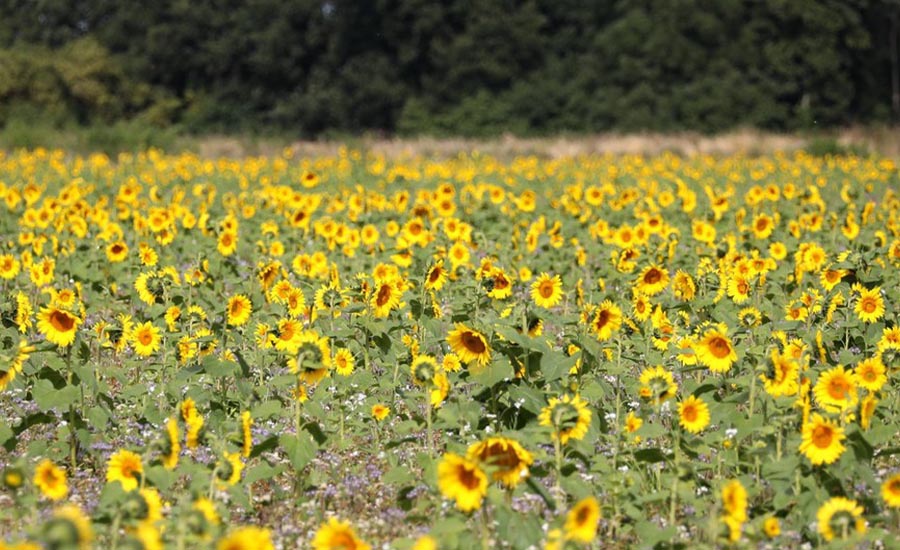 ICPhoto(qun)ƷՈD(zhun)d