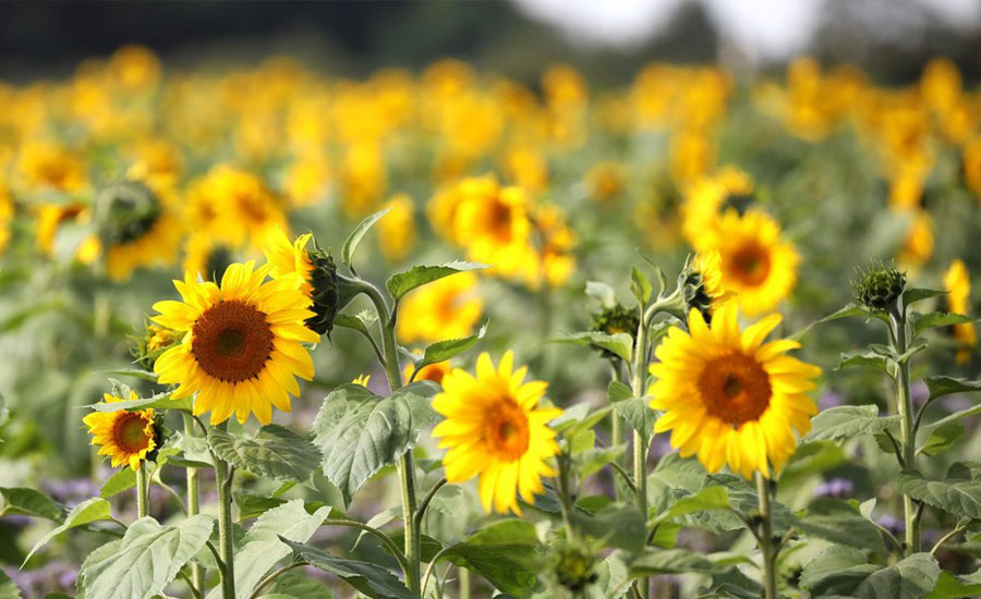 ICPhoto(qun)ƷՈD(zhun)d