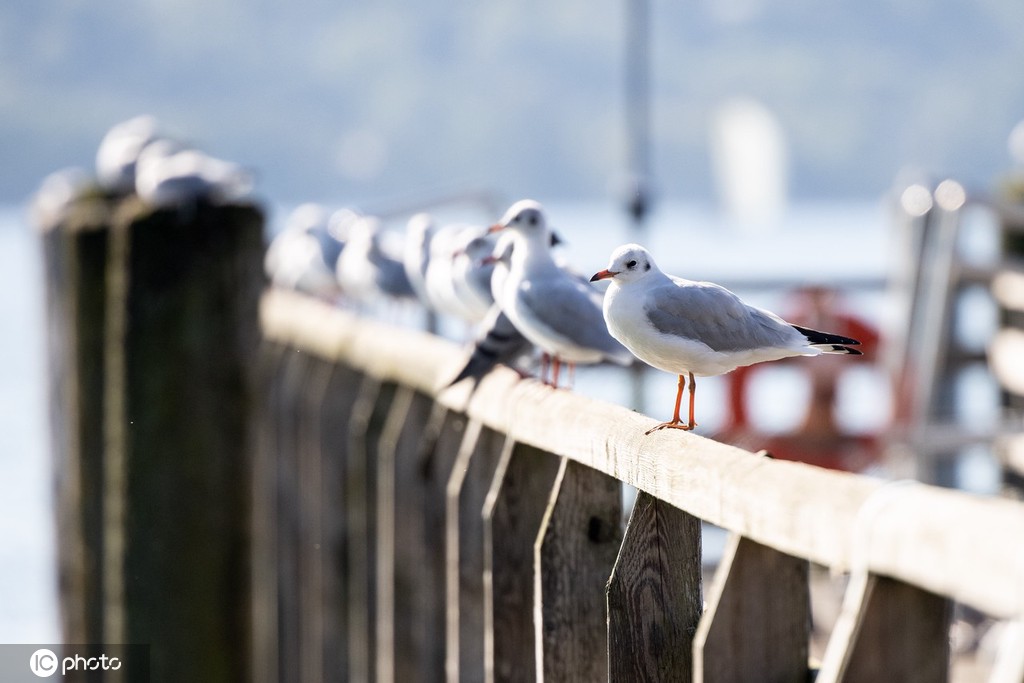 ICPhoto(qun)ƷՈD(zhun)d