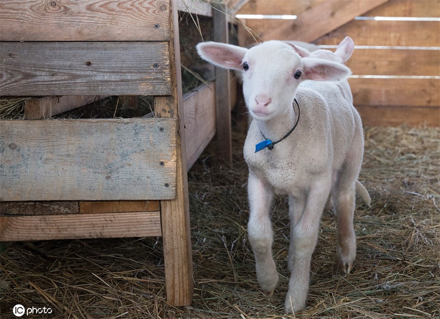 ICPhoto(qun)ƷՈD(zhun)d