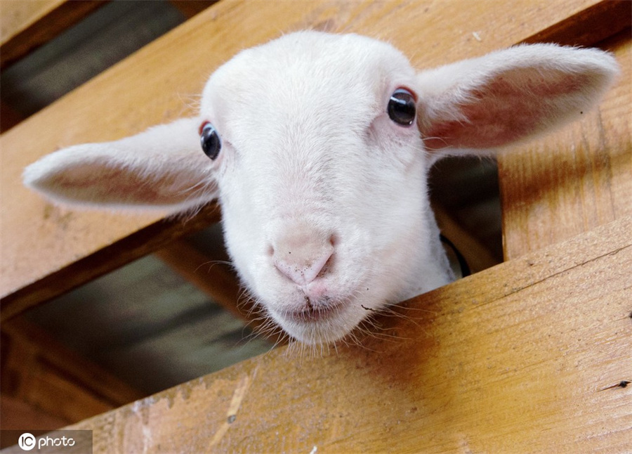 ICPhoto(qun)ƷՈ(qng)D(zhun)d