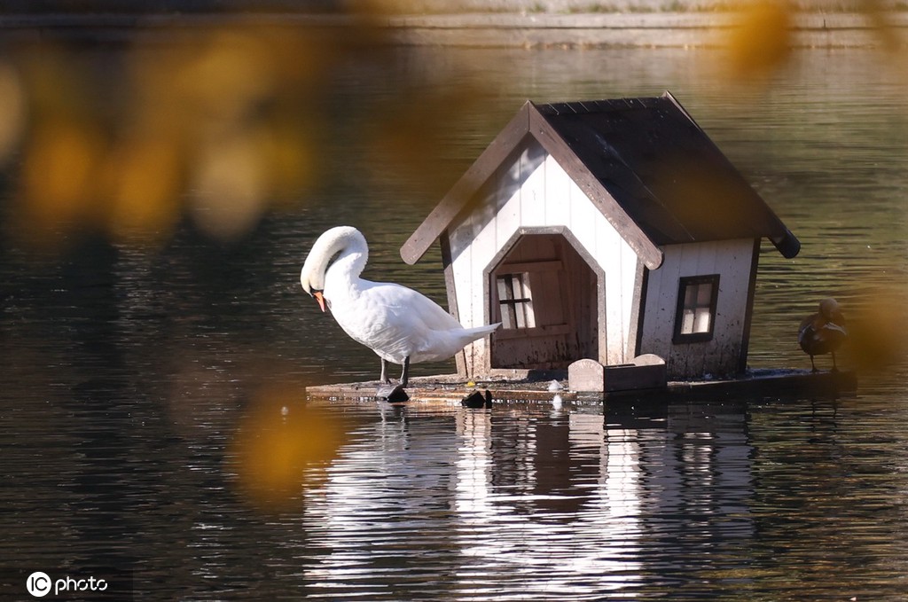 ICPhoto(qun)ƷՈD(zhun)d