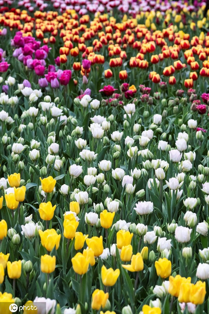 ICPhoto(qun)ƷՈ(qng)D(zhun)d