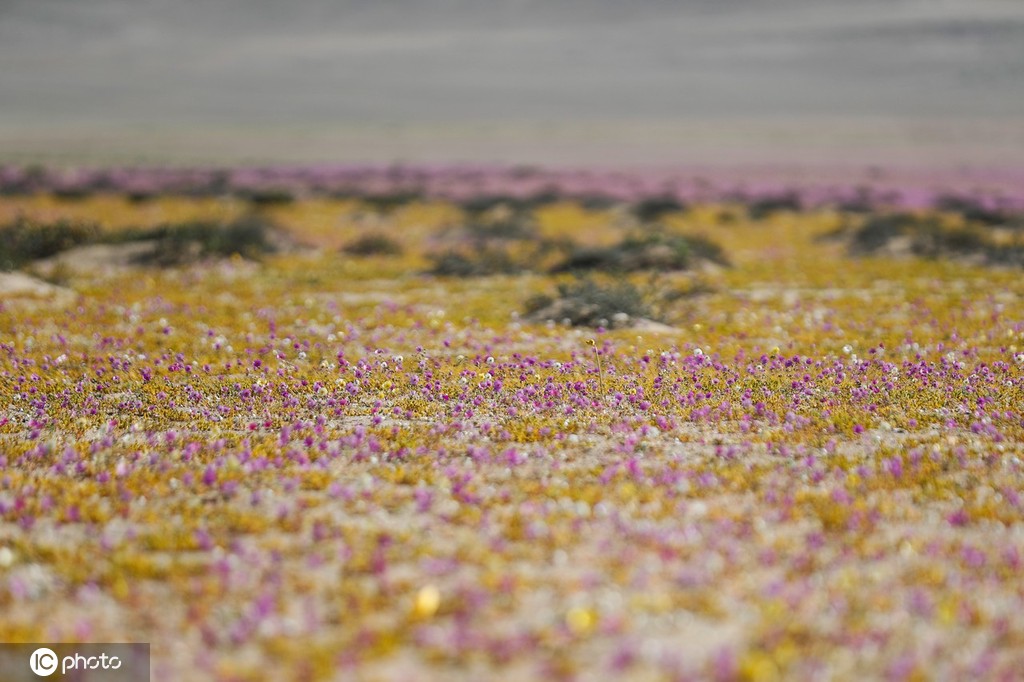 ICPhotoƷՈD(zhun)d