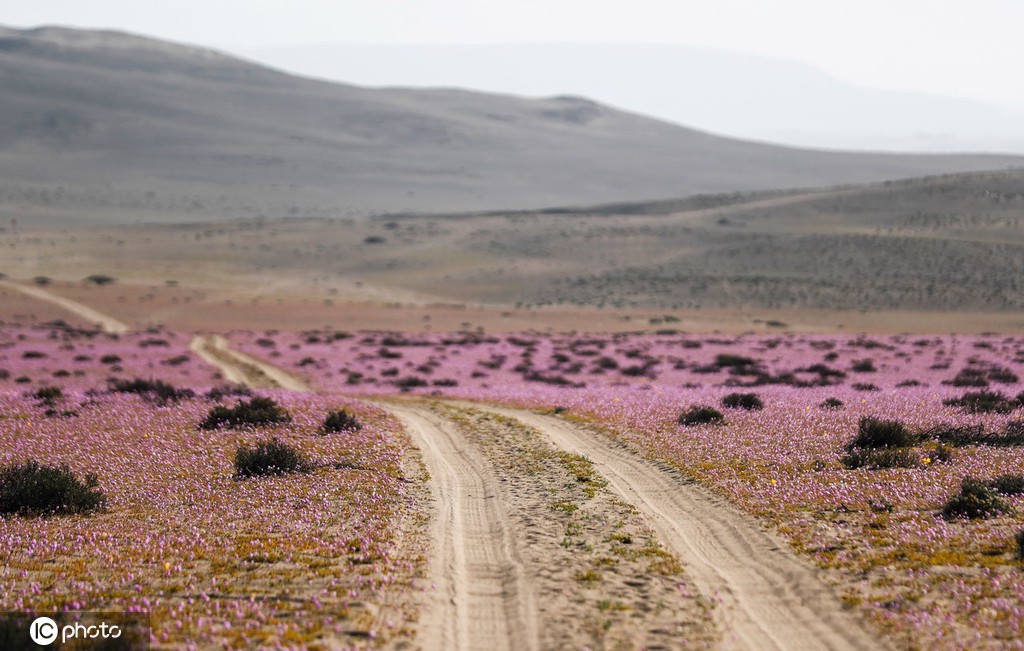 ICPhoto(qun)ƷՈ(qng)D(zhun)d