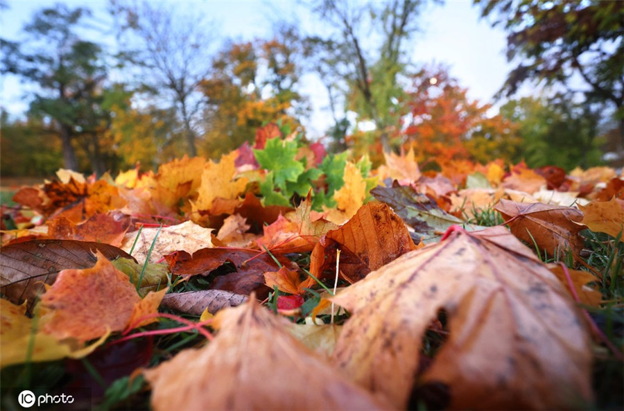 |IC(qun)ƷՈ(qng)D(zhun)d