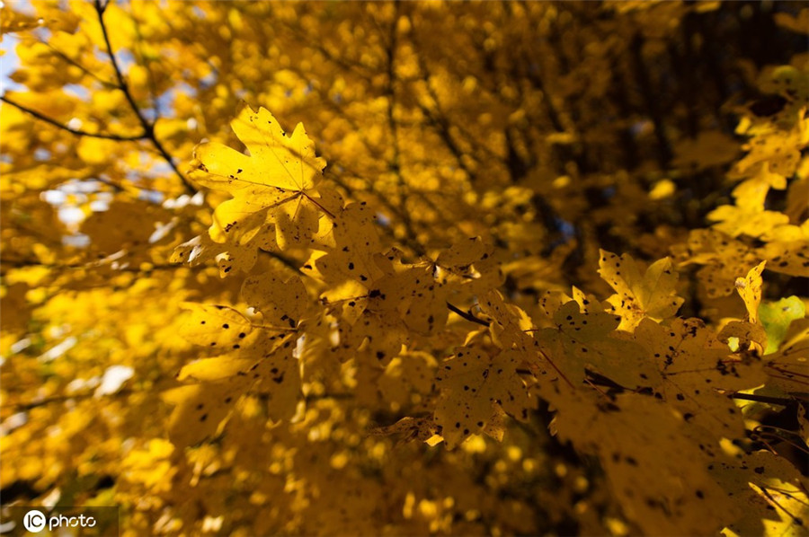 |IC(qun)ƷՈD(zhun)d