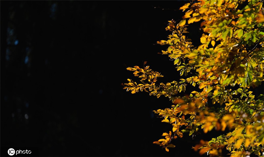 |IC(qun)ƷՈ(qng)D(zhun)d