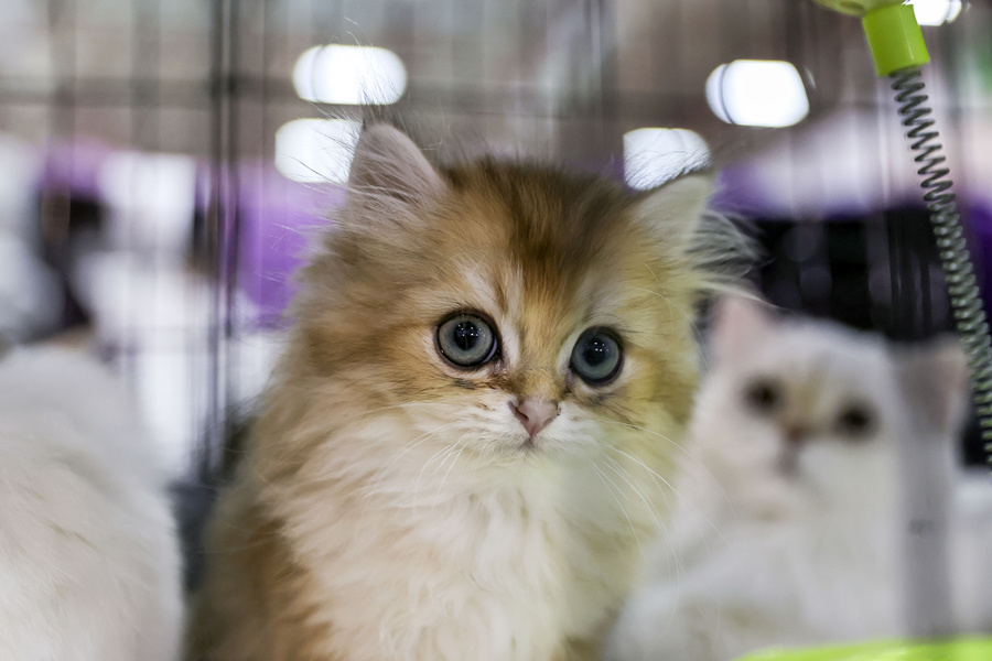 (dng)?sh)ؕrg1023˹̹2021Wﲩ[˹̹[eƷP(gun)ϼ(yng)̅չҕXЇ(qun)ƷՈD(zhun)d