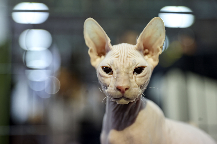 ?sh)ؕrg1023գ˹̹2021Wﲩ[˹̹[eƷPϼ̅չҕXЇƷՈD(zhun)d