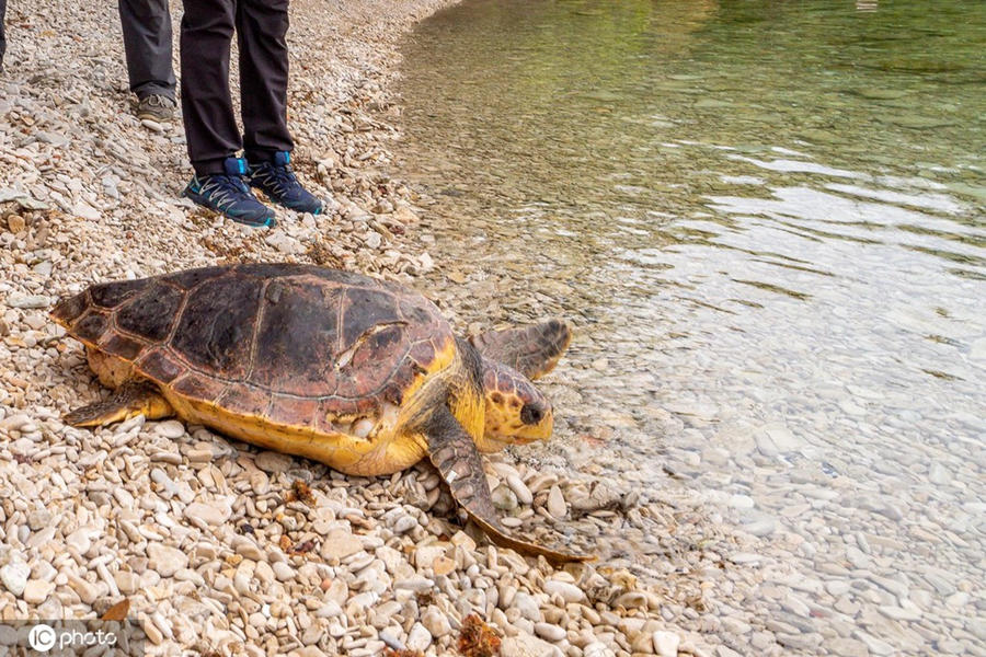 (dng)?sh)ؕrg1026գ_؁S﭂uֻPElla-RavkaMartinICPhoto(qun)ƷՈD(zhun)d