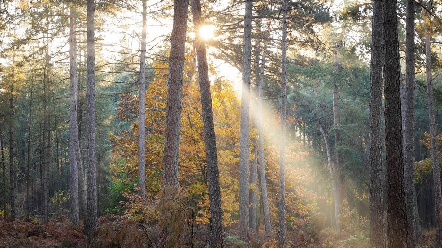 ICPhoto(qun)ƷՈ(qng)D(zhun)d