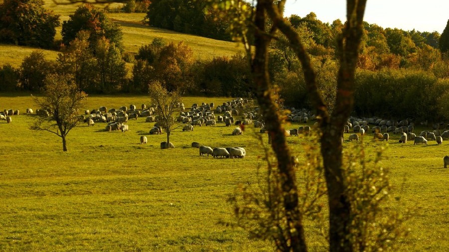 ICPhoto(qun)ƷՈ(qng)D(zhun)d