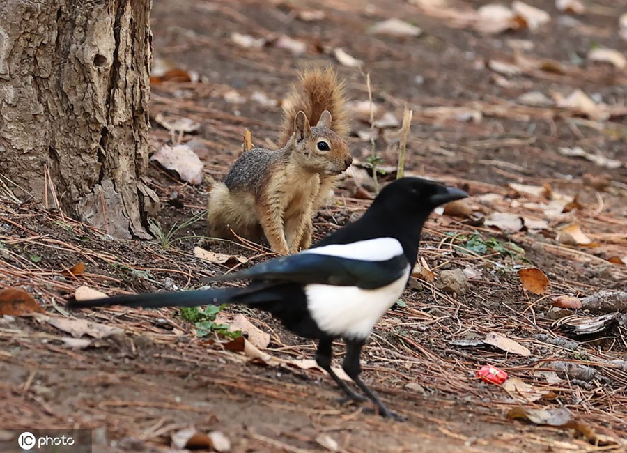 |IC(qun)ƷՈ(qng)D(zhun)d