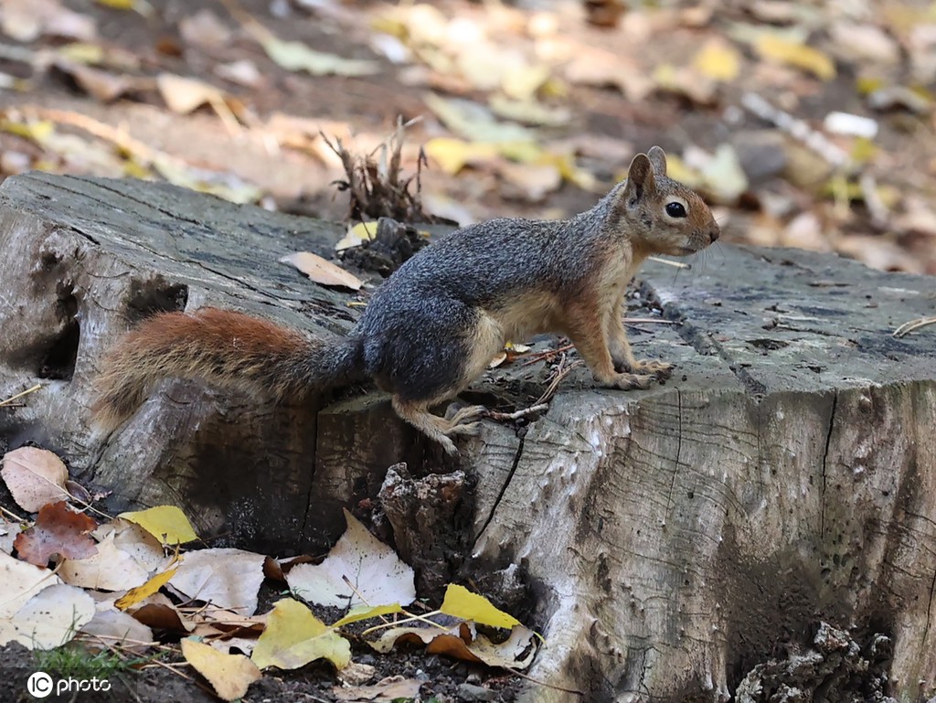 |IC(qun)ƷՈD(zhun)d