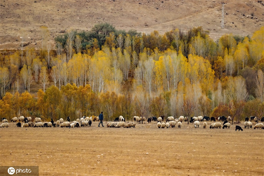 |IC(qun)ƷՈ(qng)D(zhun)d