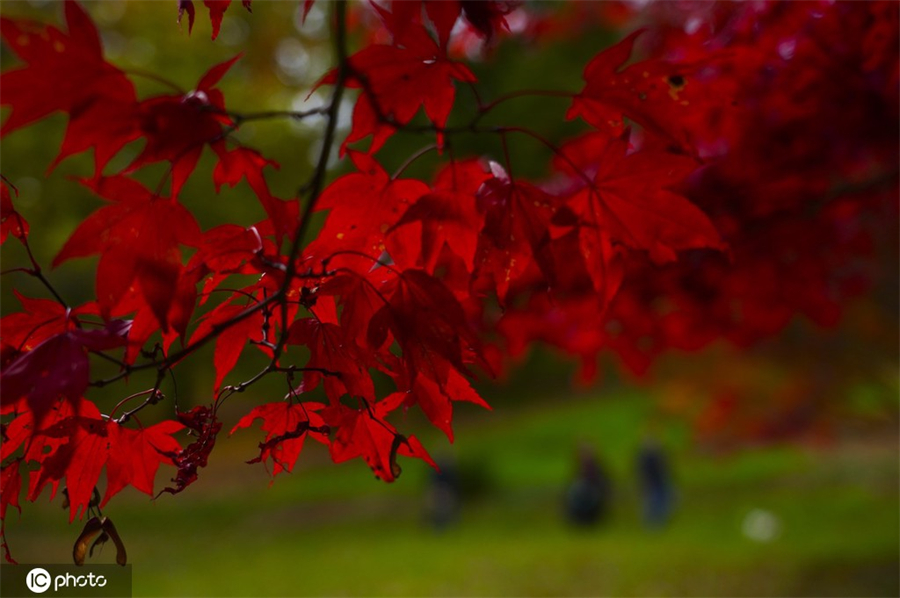 ICPhoto(qun)ƷՈD(zhun)d