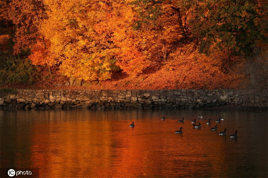 |IC(qun)ƷՈD(zhun)d