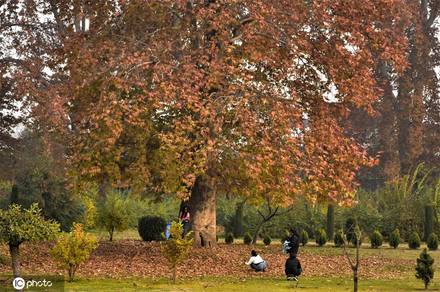 |IC(qun)ƷՈ(qng)D(zhun)d