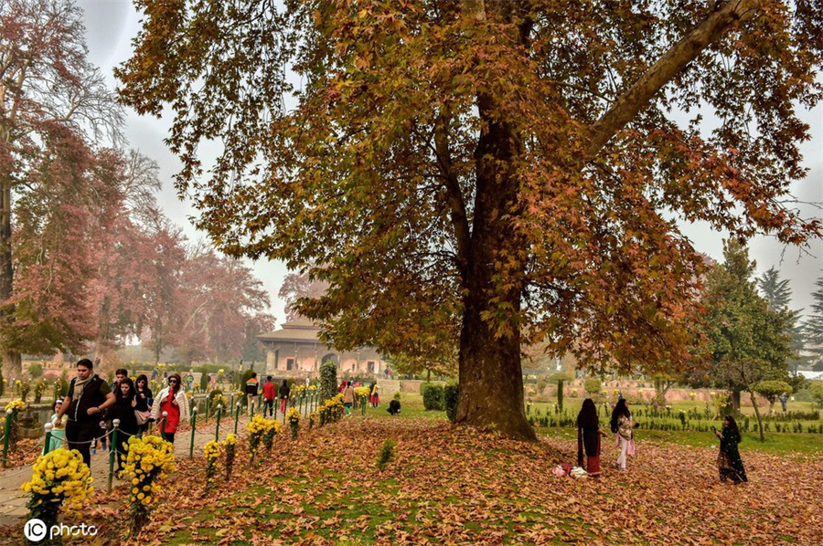 |IC(qun)ƷՈD(zhun)d