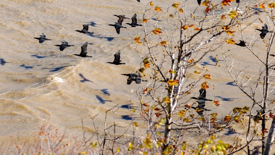 ICPhoto(qun)ƷՈD(zhun)d