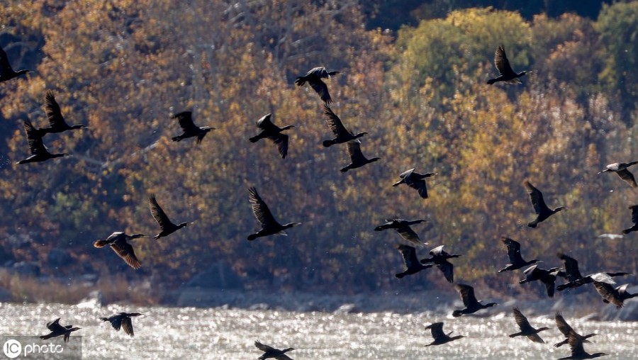 ICPhoto(qun)ƷՈD(zhun)d