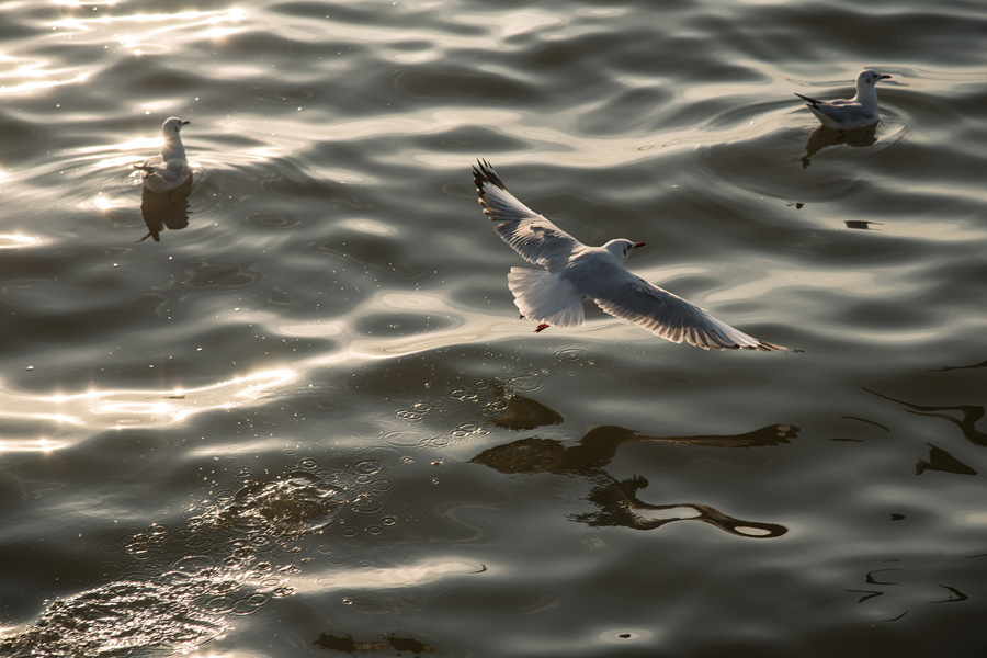 ҕXЇ(qun)ƷՈD(zhun)d