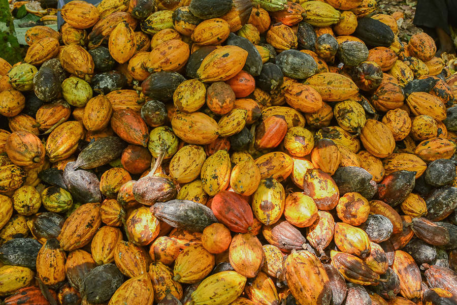 (dng)?sh)ؕr(sh)g20211122գ¡Ekoumdoumaի@ɿҕX(ju)Ї(gu)(qun)ƷՈ(qng)D(zhun)d