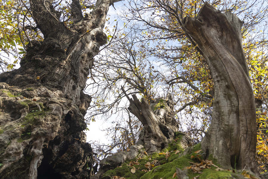 (dng)?sh)ؕrg20211124၆(dng)?sh)һ?000ͦfҕXЇ(qun)ƷՈD(zhun)d