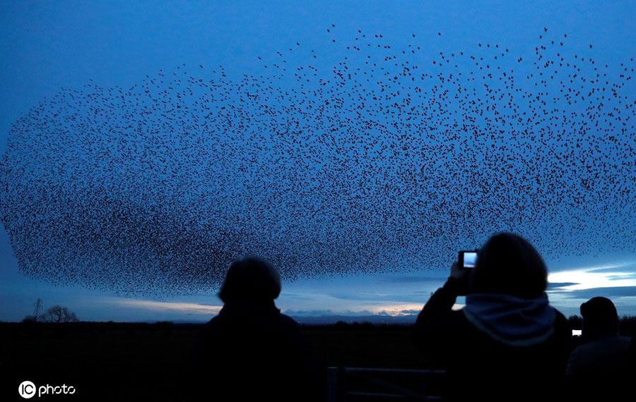 |IC(qun)ƷՈ(qng)D(zhun)d