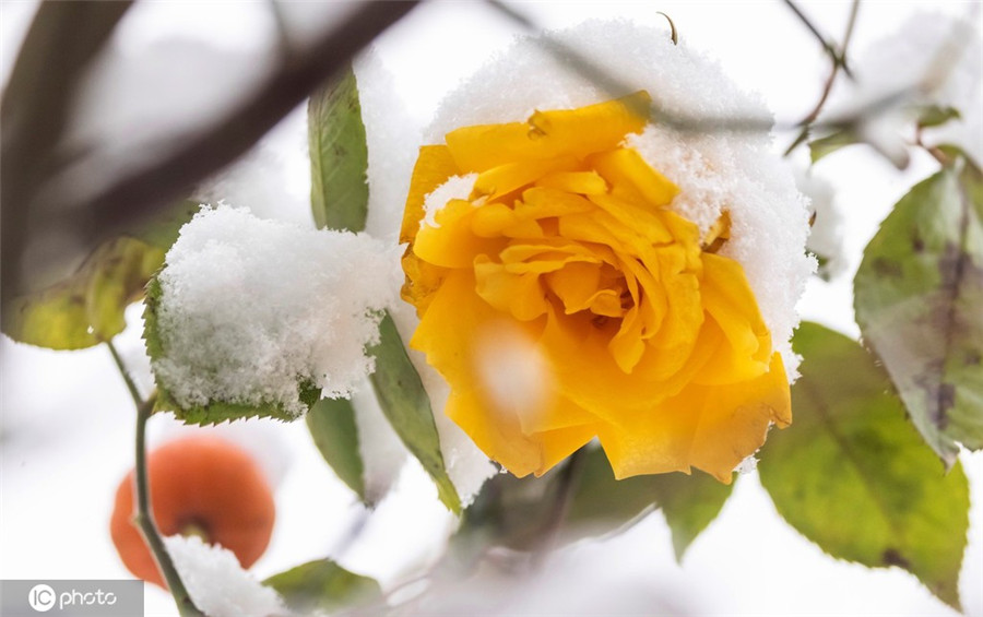 |IC(qun)ƷՈ(qng)D(zhun)d