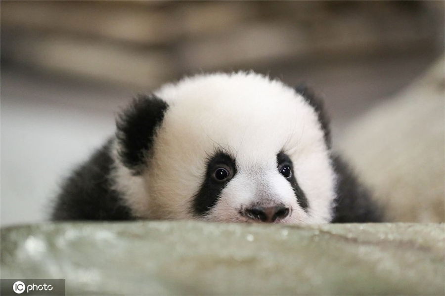 ICPhoto(qun)ƷՈ(qng)D(zhun)d