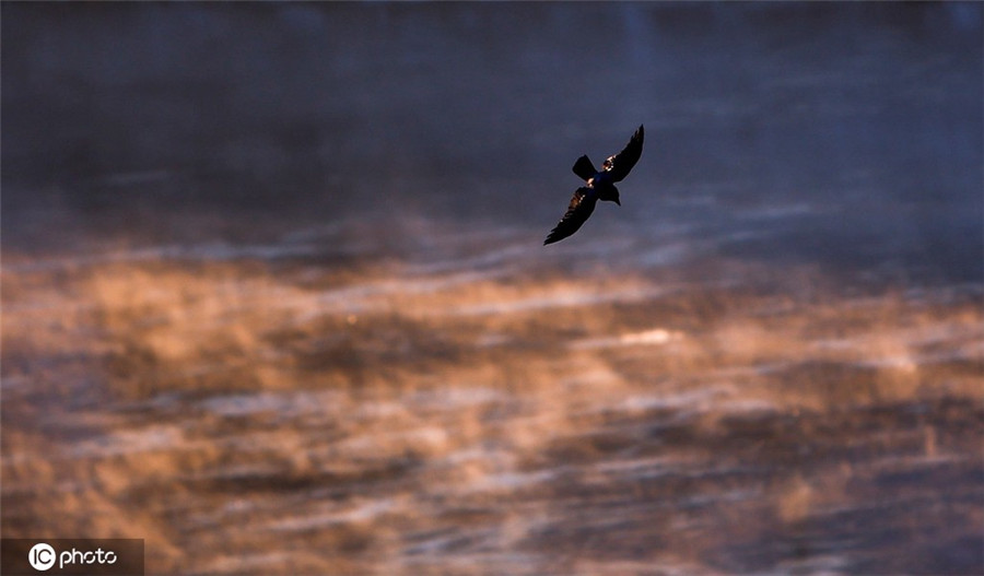 |IC(qun)ƷՈD(zhun)d