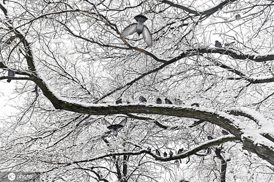 ICPhoto(qun)ƷՈ(qng)D(zhun)d