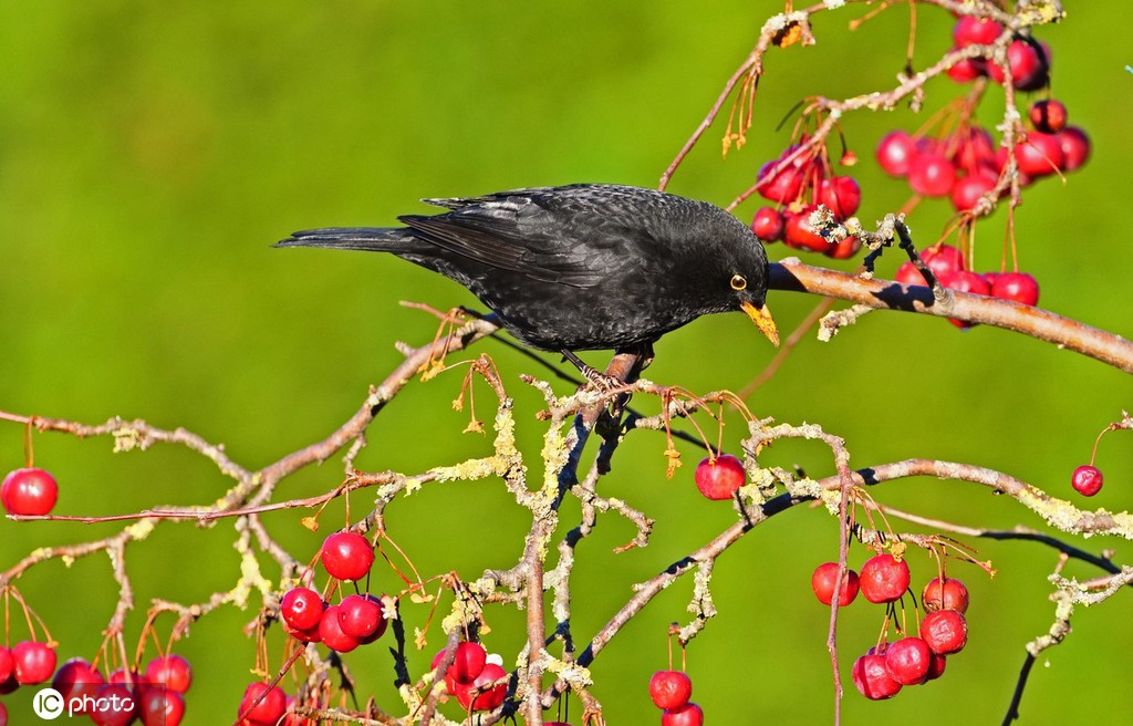 ICphoto(qun)ƷՈ(qng)D(zhun)d