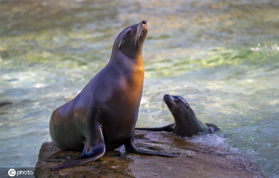 ICPhoto(qun)ƷՈD(zhun)d