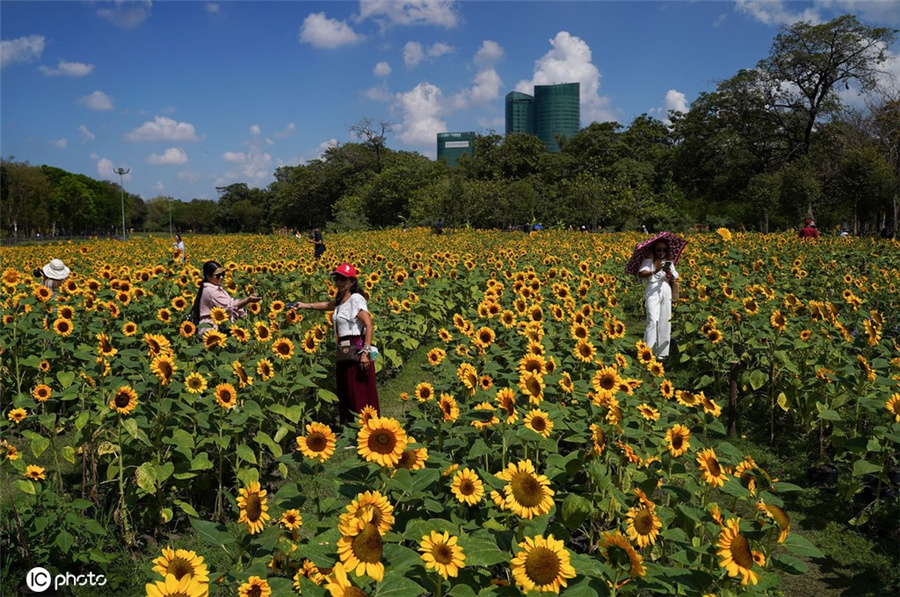 ICPhoto(qun)ƷՈ(qng)D(zhun)d