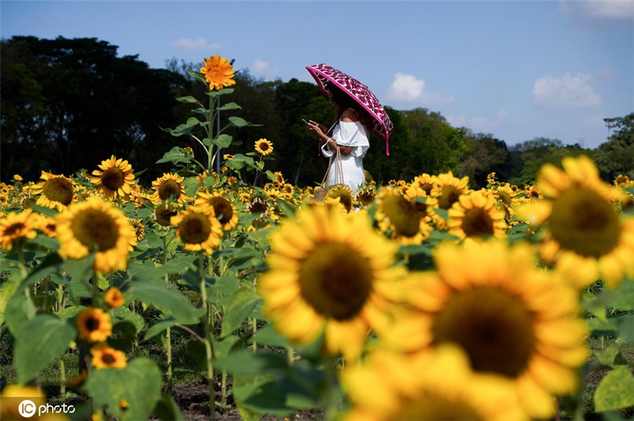 ICPhoto(qun)ƷՈ(qng)D(zhun)d