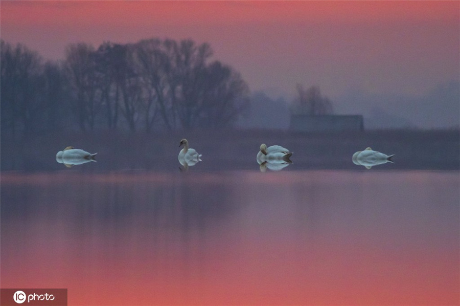 ICPhoto(qun)ƷՈ(qng)D(zhun)d